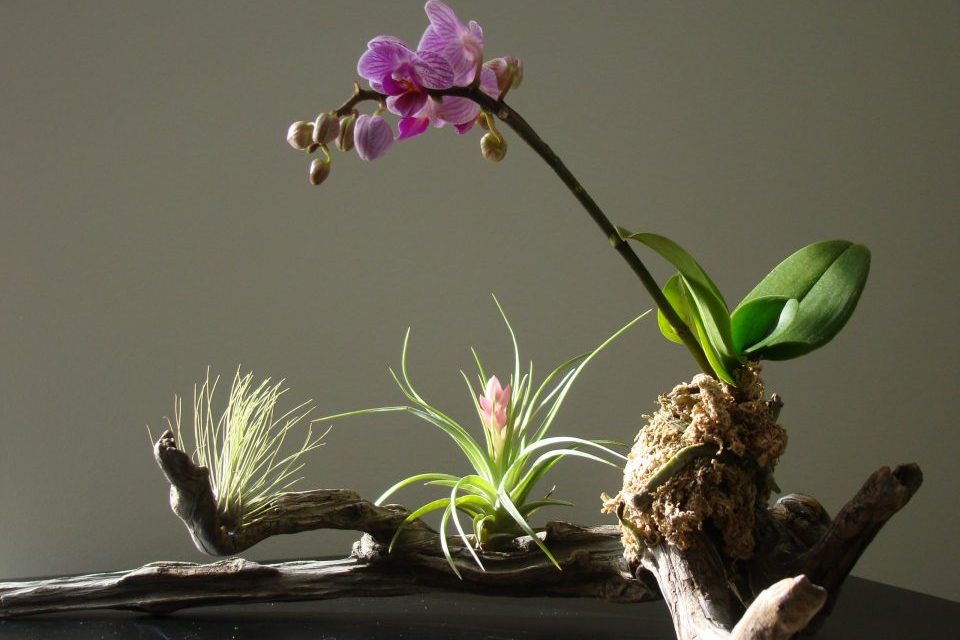 nguồn gốc của Lan Hồ Điệp