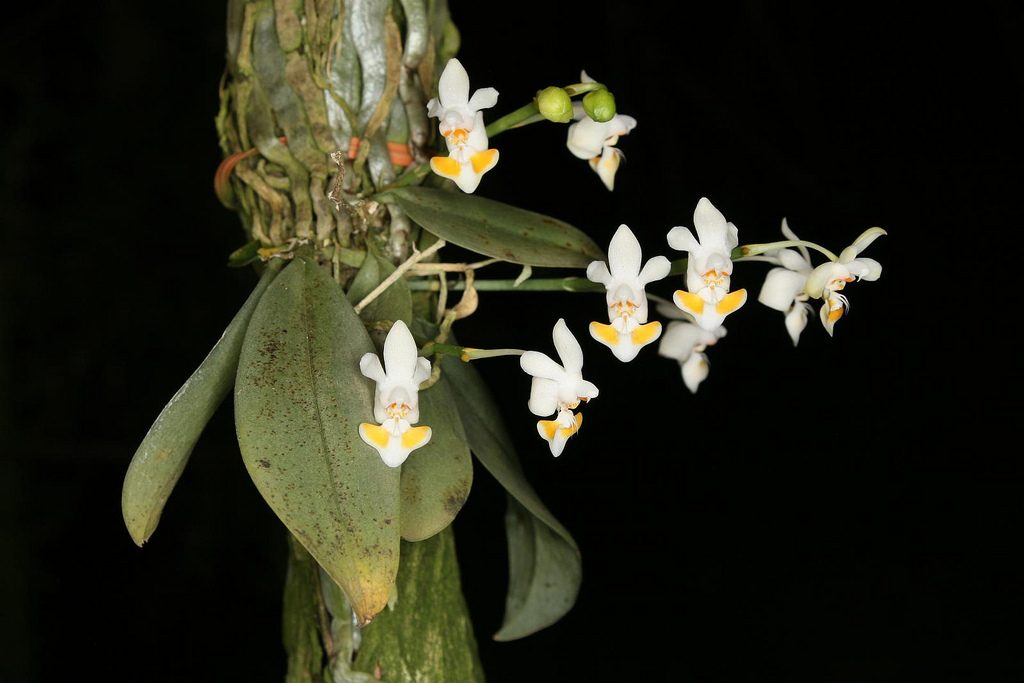 ý nghĩa của Lan Hồ Điệp