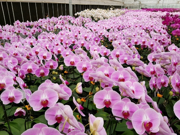 chăm sóc Lan Hồ Điệp