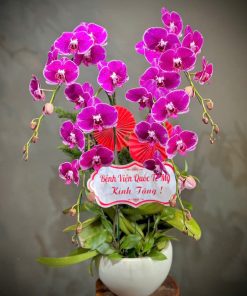 Lan hồ điệp Tận Tâm 001