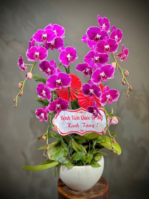 Lan hồ điệp Tận Tâm 001