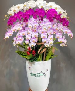 Lan hồ điệp Tận Tâm 002