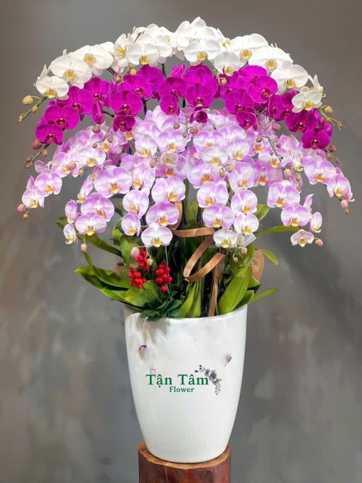 Lan hồ điệp Tận Tâm 002