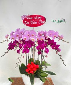 Lan hồ điệp Tận Tâm 014