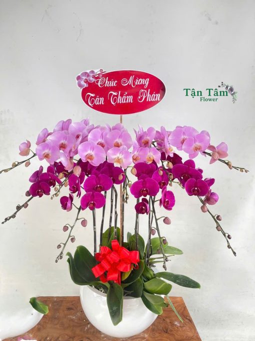 Lan hồ điệp Tận Tâm 014