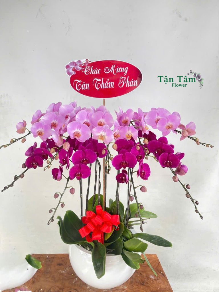 Lan hồ điệp Tận Tâm 014