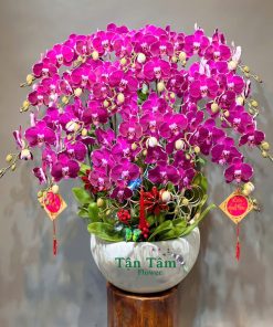 Lan hồ điệp Tận Tâm 003