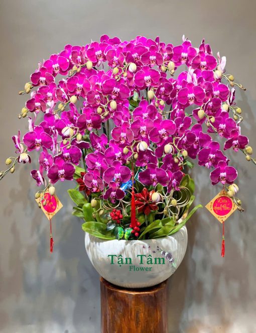 Lan hồ điệp Tận Tâm 003