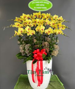 Lan hồ điệp Tận Tâm 004