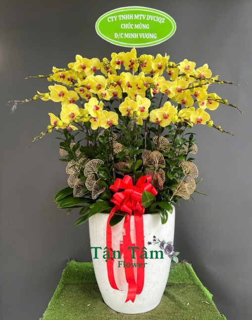 Lan hồ điệp Tận Tâm 004