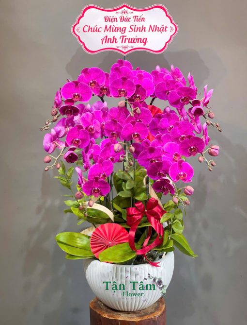 Lan hồ điệp Tận Tâm 005