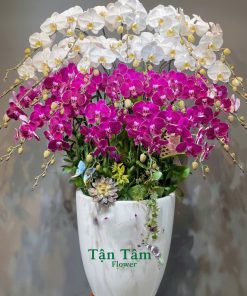 Lan hồ điệp Tận Tâm 006