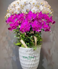 Lan hồ điệp Tận Tâm 015