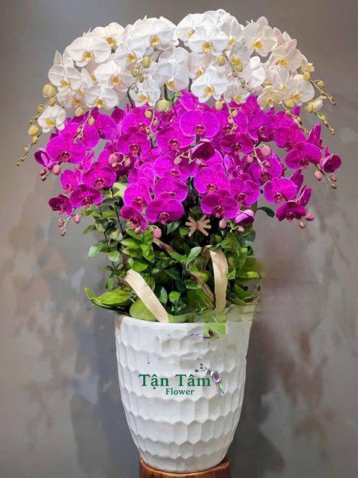 Lan hồ điệp Tận Tâm 015