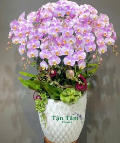 Lan hồ điệp Tận Tâm 007