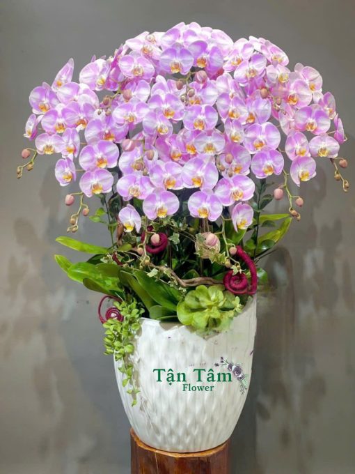 Lan hồ điệp Tận Tâm 007