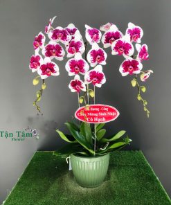 Lan hồ điệp Tận Tâm 016