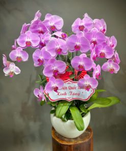 Lan hồ điệp Tận Tâm 008