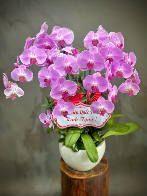 Lan hồ điệp Tận Tâm 008