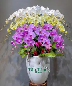 Lan hồ điệp Tận Tâm 009