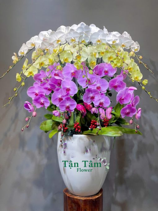 Lan hồ điệp Tận Tâm 009