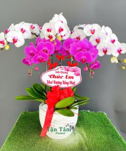Lan hồ điệp Tận Tâm 010