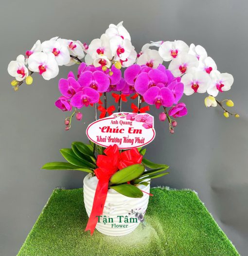 Lan hồ điệp Tận Tâm 010