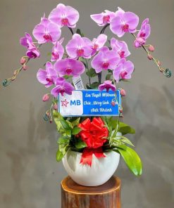 Lan hồ điệp Tận Tâm 011