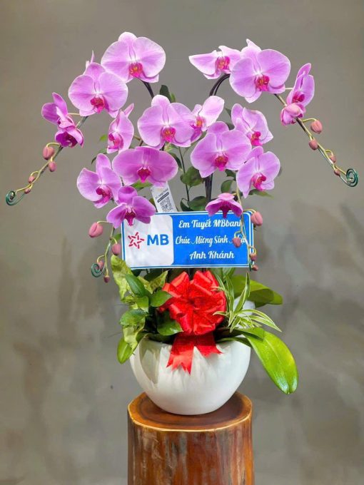 Lan hồ điệp Tận Tâm 011