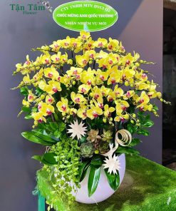 Lan hồ điệp Tận Tâm 017