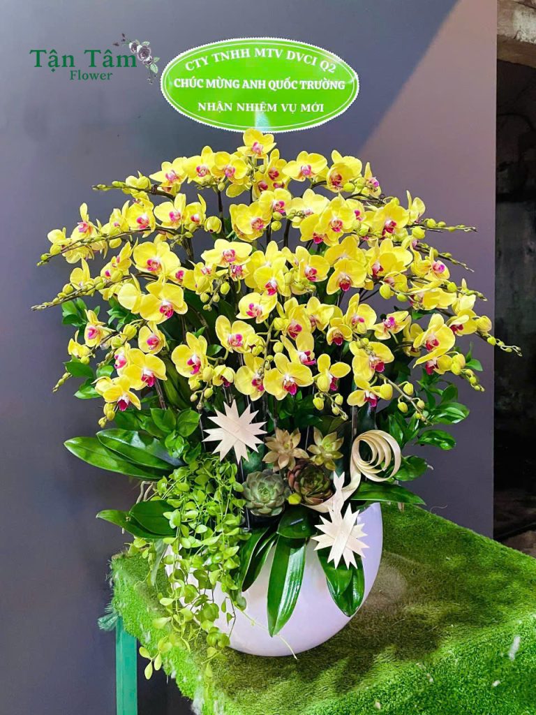 Lan hồ điệp Tận Tâm 017
