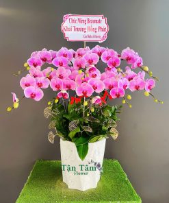 Lan hồ điệp Tận Tâm 018