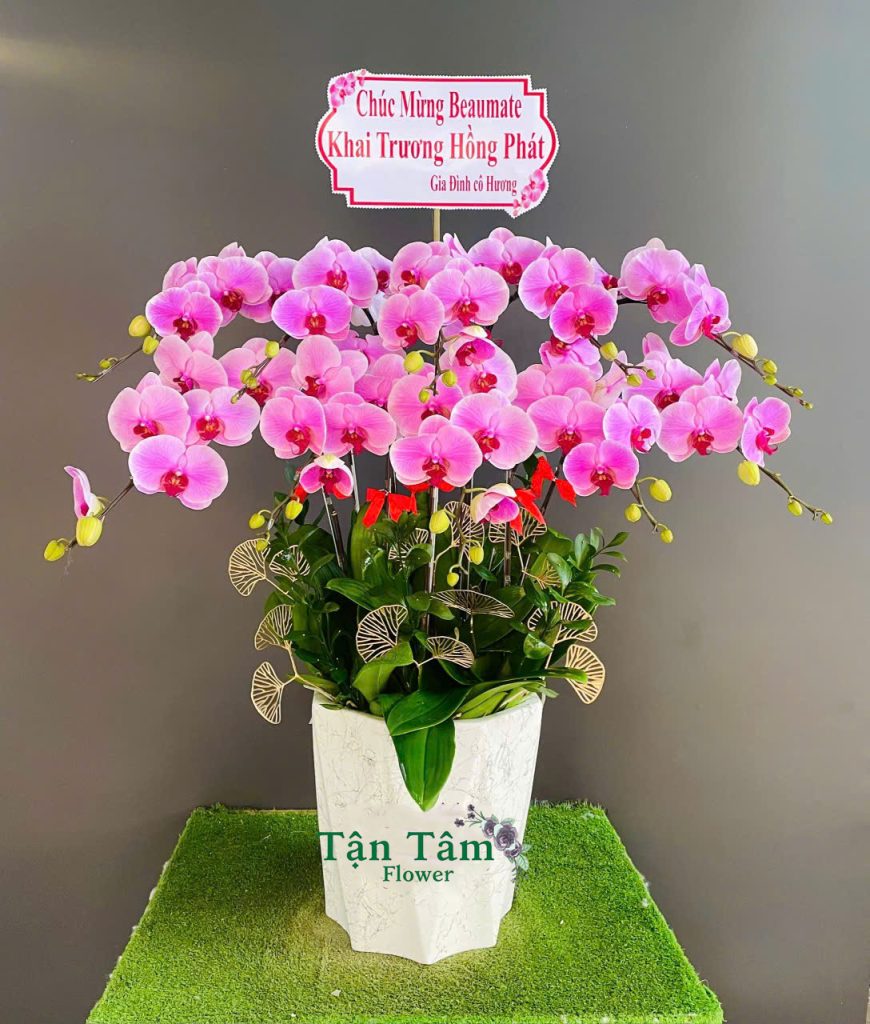 Lan hồ điệp Tận Tâm 018