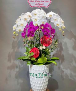 Lan hồ điệp Tận Tâm 012