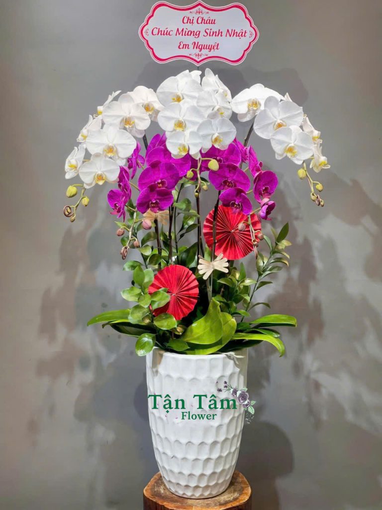 Lan hồ điệp Tận Tâm 012