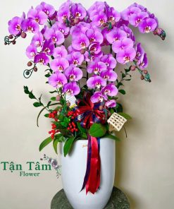 Lan hồ điệp Tận Tâm 013