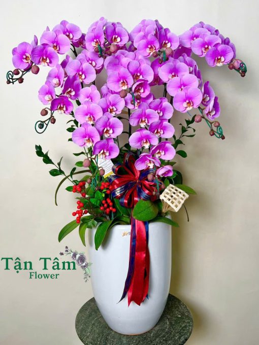 Lan hồ điệp Tận Tâm 013