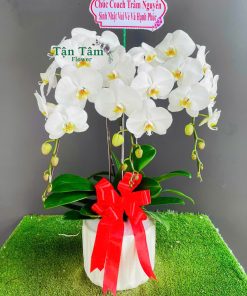 Lan hồ điệp Tận Tâm 019