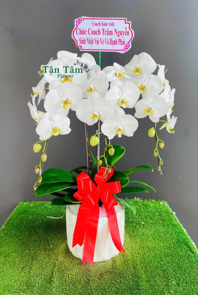Lan hồ điệp Tận Tâm 019