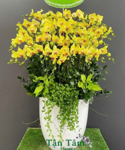 Lan hồ điệp Tận Tâm 020