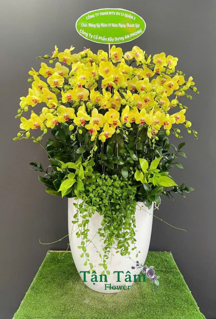 Lan hồ điệp Tận Tâm 020